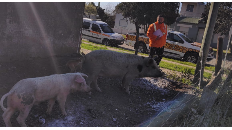 Inspección Municipal de Larroque, junto a la Brigada, notificaron a propietarios de animales que no pueden tenerlos en planta urbana
