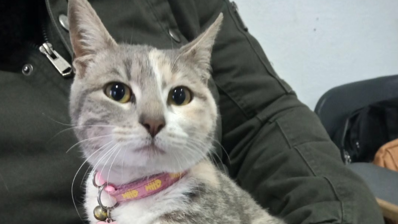 NUEVA JORNADA DDE CASTRACIONES GRATUITAS PARA GATOS EN LARROQUE