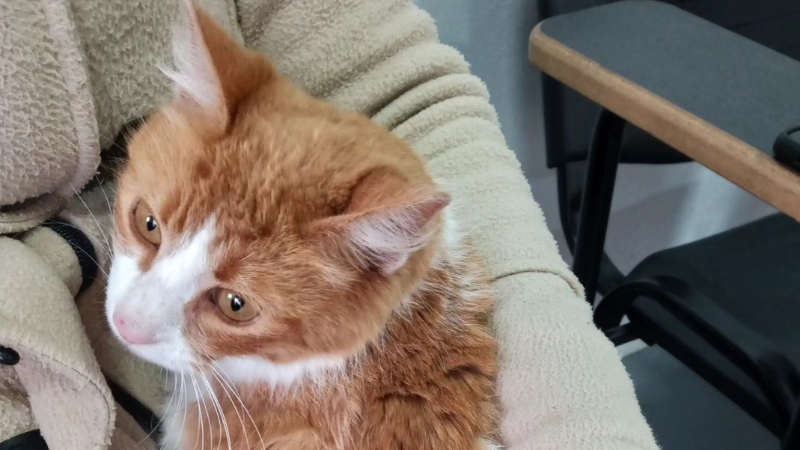 NUEVA JORNADA DDE CASTRACIONES GRATUITAS PARA GATOS EN LARROQUE