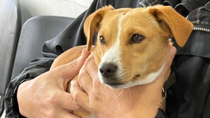 NUEVA JORNADA DE CASTRACIONES CANINAS GRATUITAS EN LARROQUE