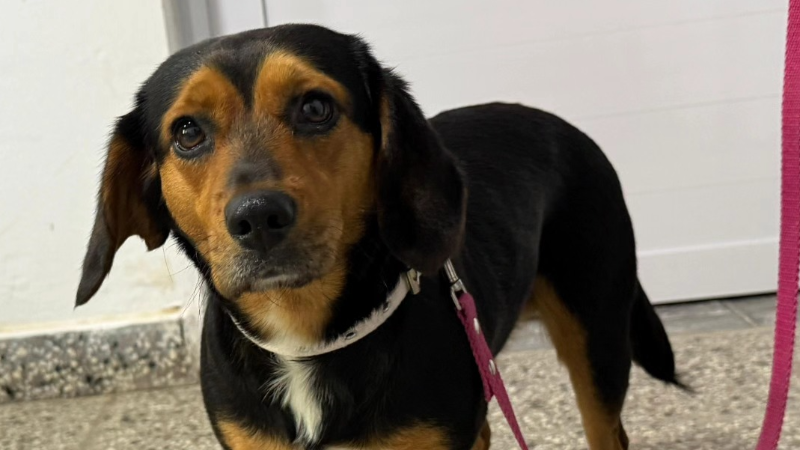 NUEVA JORNADA DE CASTRACIONES CANINAS GRATUITAS EN LARROQUE