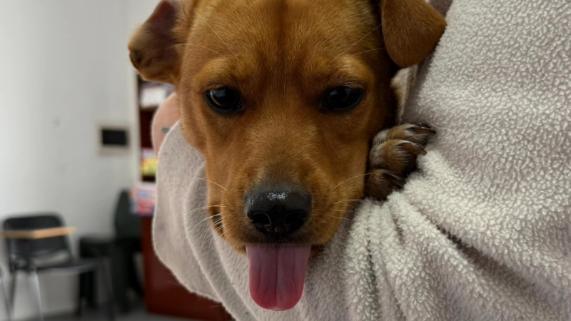 NUEVA JORNADA DE CASTRACIONES CANINAS GRATUITAS EN LARROQUE