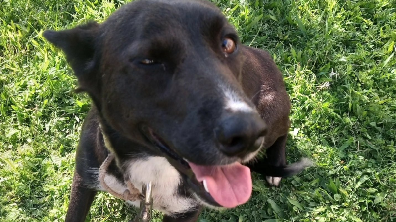 NUEVA JORNADA DE CASTRACIONES CANINAS GRATUITAS EN LARROQUE.