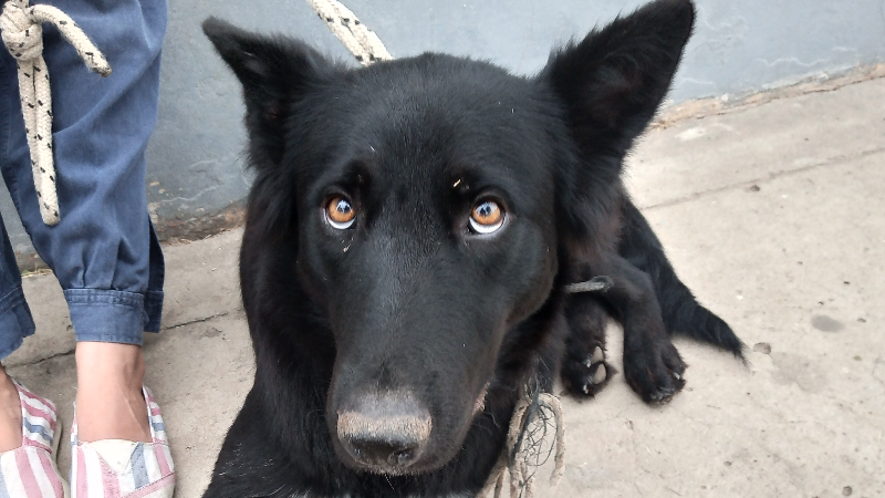 PRIMERA JORNADA DE CASTRACIONES CANINAS DEL 2026