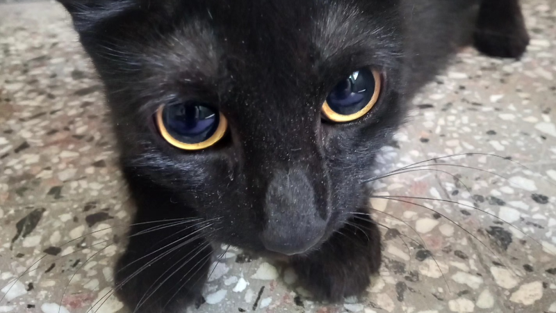 PRIMERA JORNADA DE CASTRACIÓN FELINA DEL AÑO EN LARROQUE