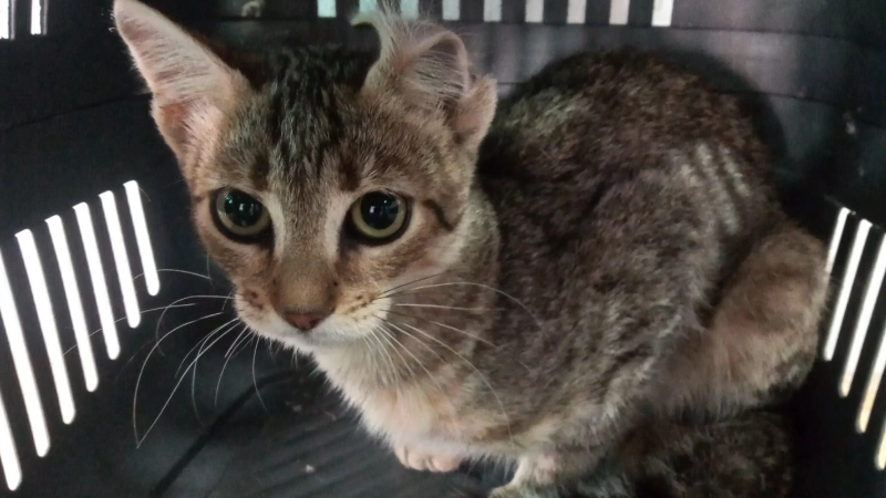 PRIMERA JORNADA DE CASTRACIÓN FELINA DEL AÑO EN LARROQUE
