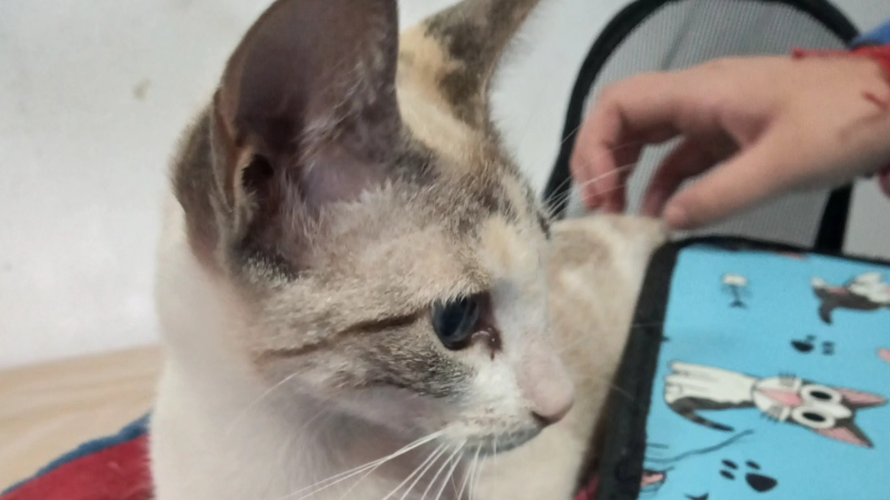 PRIMERA JORNADA DE CASTRACIÓN FELINA DEL AÑO EN LARROQUE