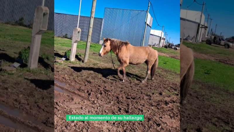 MUNICIPALIDAD DE LARROQUE RETUVO UN EQUINO Y BUSCA A SU PROPIETARIO