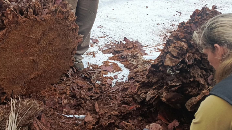 SENASA REALIZÓ UNA INSPECCIÓN SANITARIA EN PALMERAS DE LARROQUE