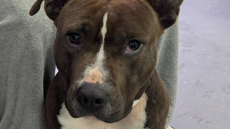 NUEVA JORNADA DE CASTRACIONES CANINAS GRATUITAS EN LARROQUE