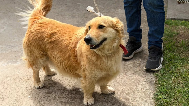 VACUNACIÓN ANTIRRÁBICA: 851 MASCOTAS VACUNADAS EN LARROQUE DURANTE 2026